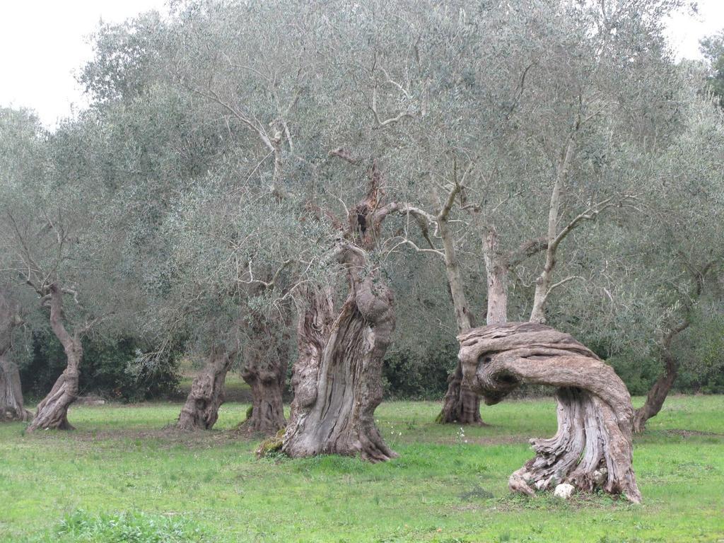 Giuggianello Tenuta Sant'Andrea מראה חיצוני תמונה